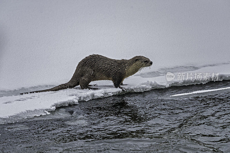 北美水獭，Lontra canadensis，也被称为北方水獭或普通水獭，是北美特有的半水栖哺乳动物。冬天在黄石河边和雪地里玩耍，黄石国家公园